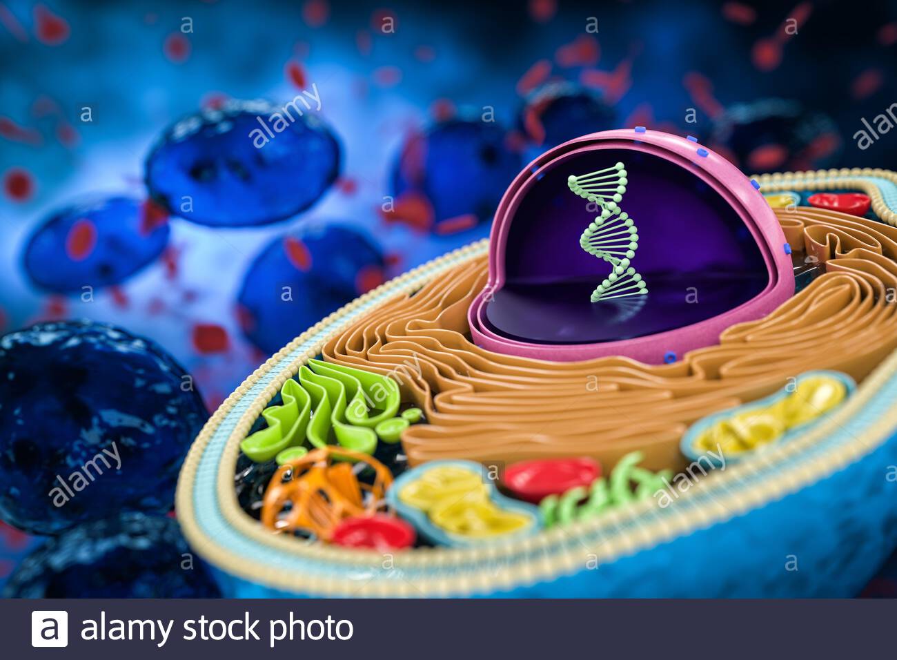BIOLOGÍA - 2do Año C 