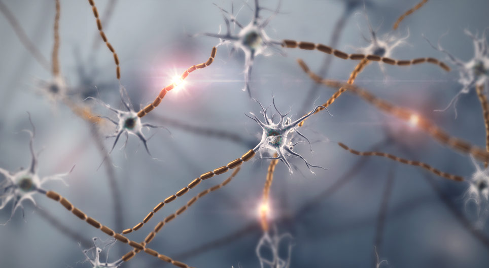 BIOLOGÍA - 3er Año C